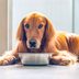 What to Know About the FDA's New Dog Food Recalls