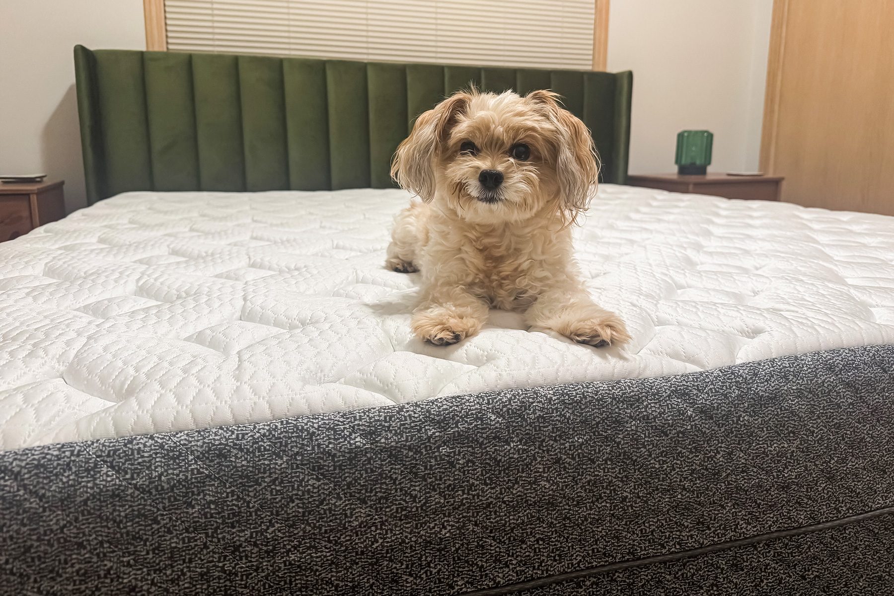 Dog on bed