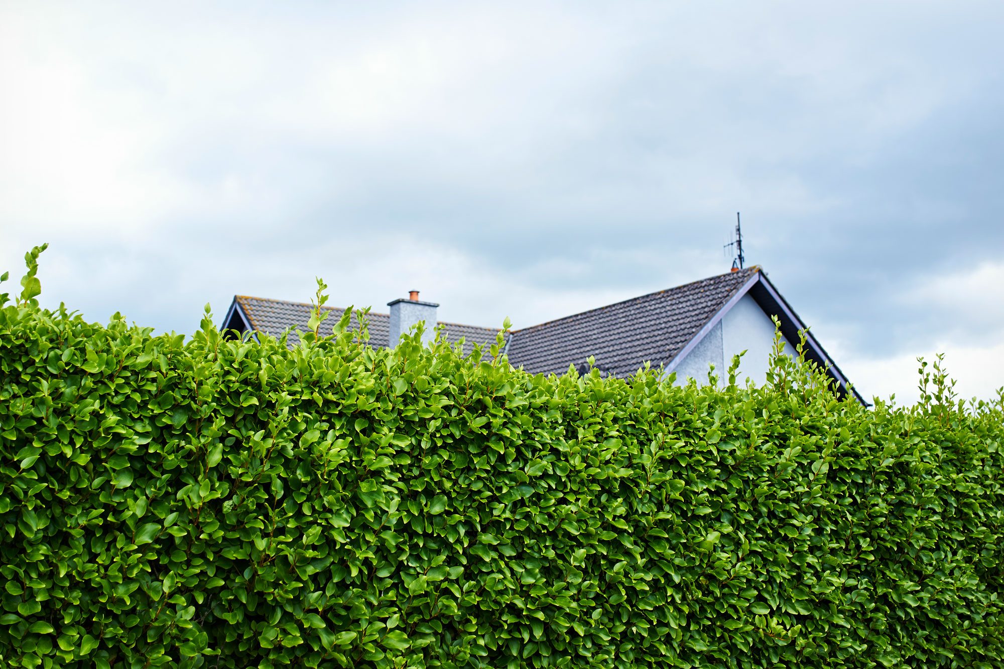 Tall Green Boundary Hedge With House Behind