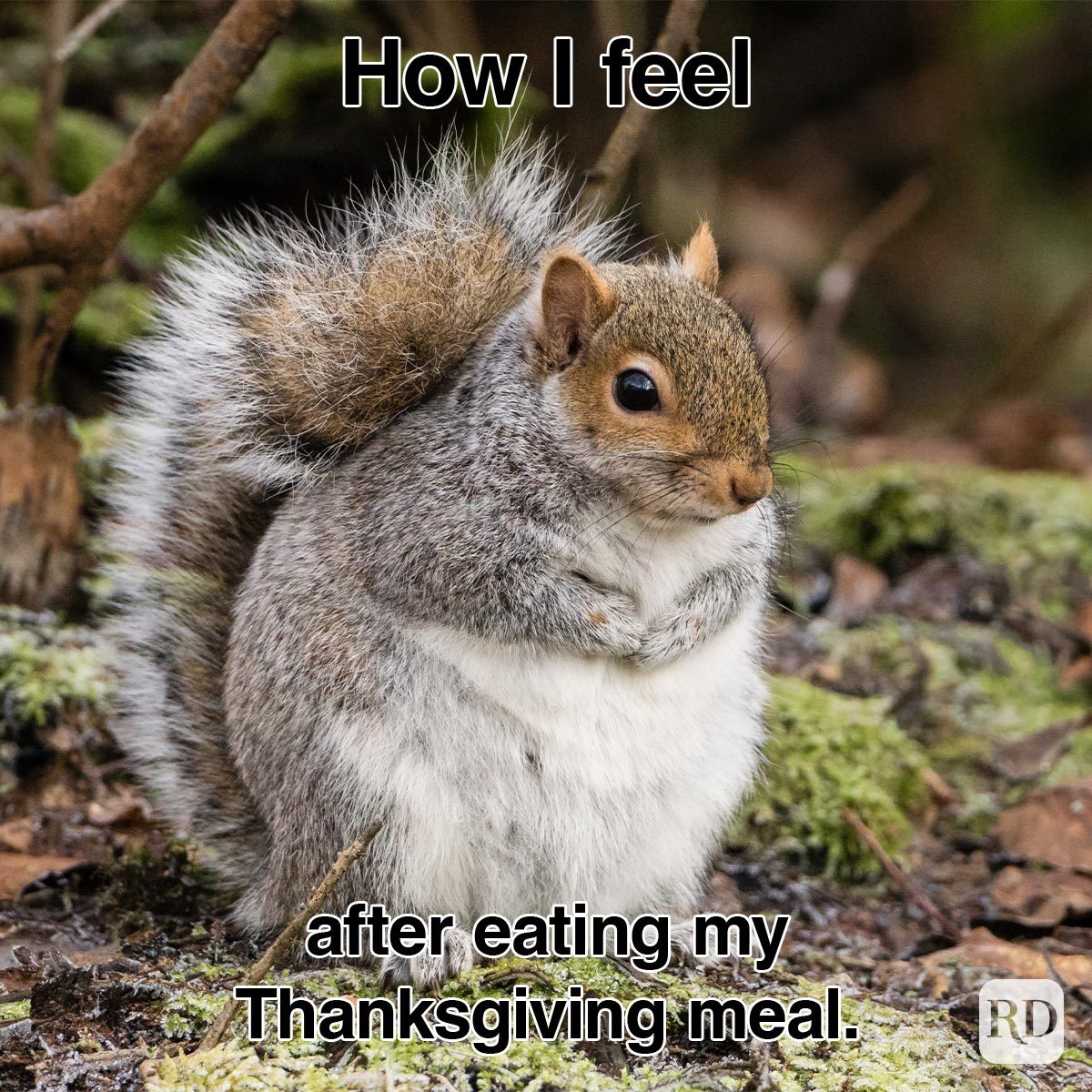 Thanksgiving Memes For You To Gobble Up Gettyimages 518417124 1