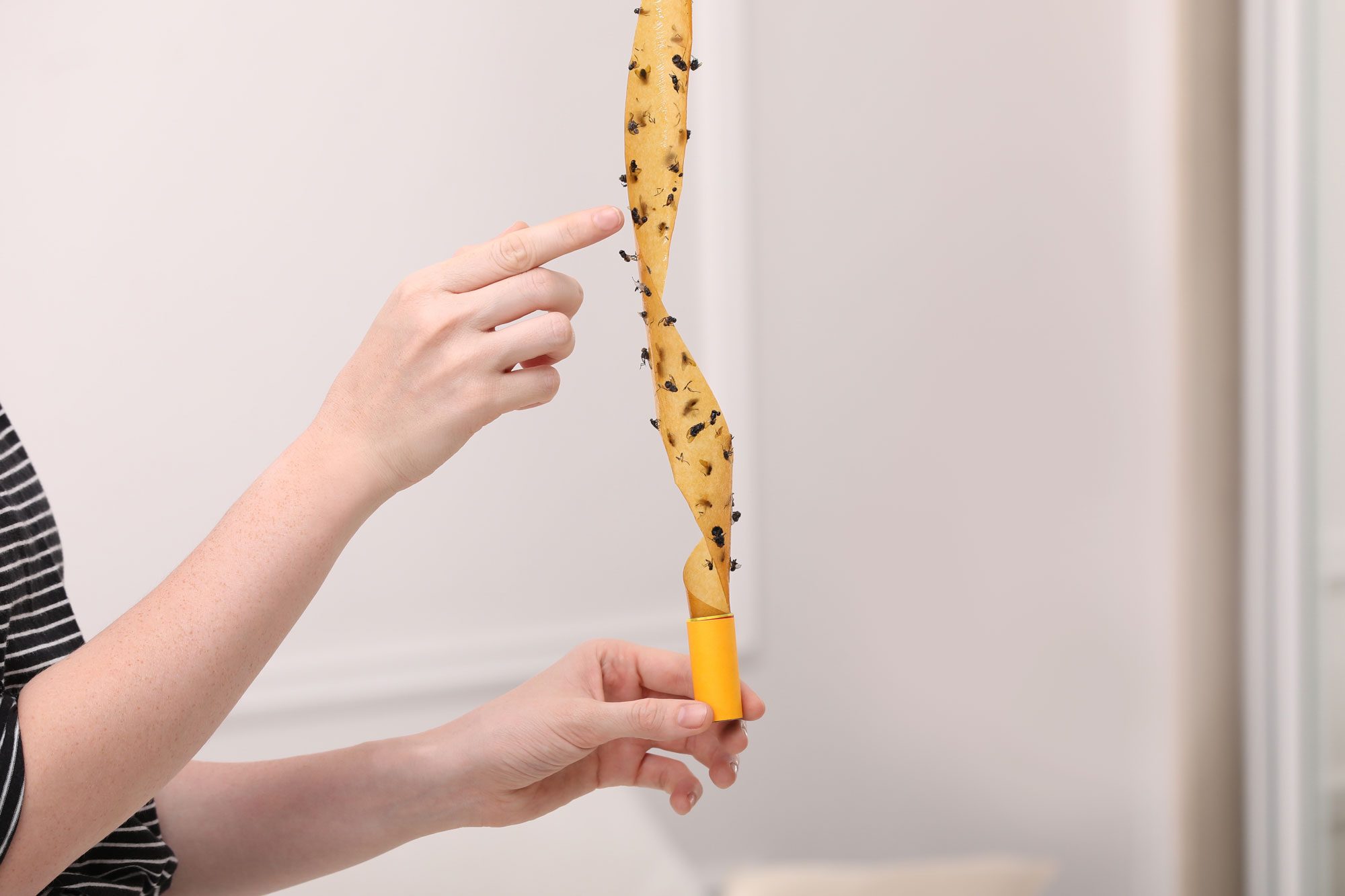 Woman Holding Sticky Insect Tape With Dead Flies Indoors