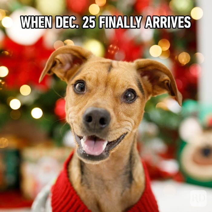 40 Funny Christmas Memes That Deliver The Holiday Humor