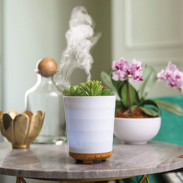 Airome Potted Succulent Medium Essential Oil Diffuser