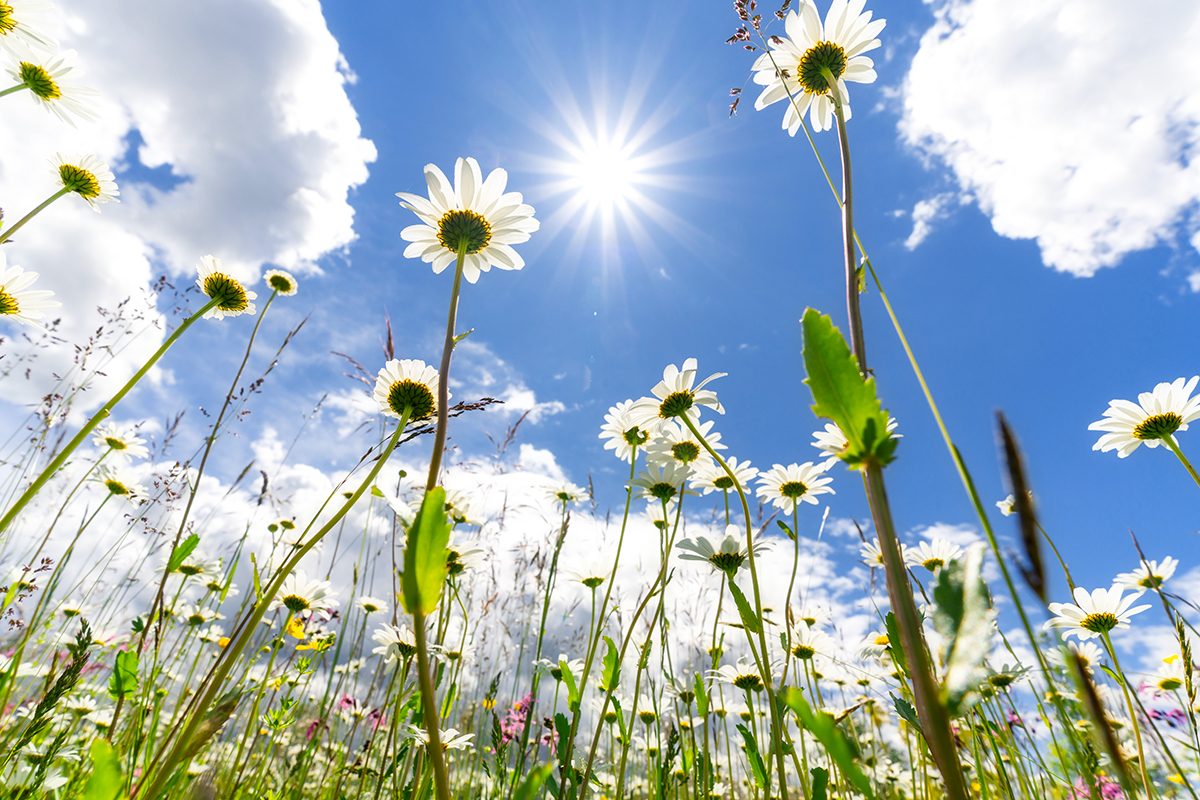 Flowers in spring time.