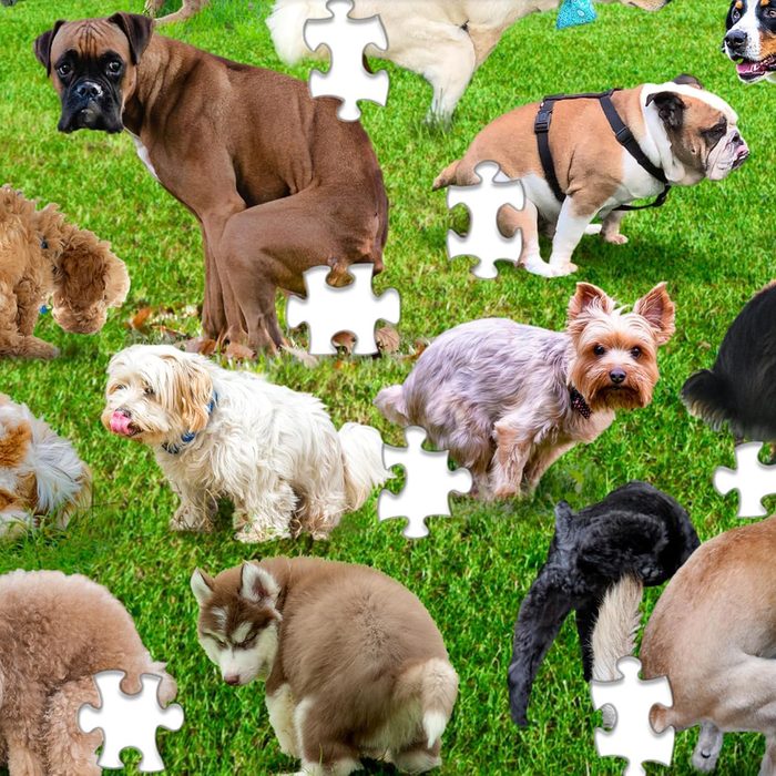 Funwares Original 101 Pooping Puppies Puzzle Ecomm Via Amazon.com