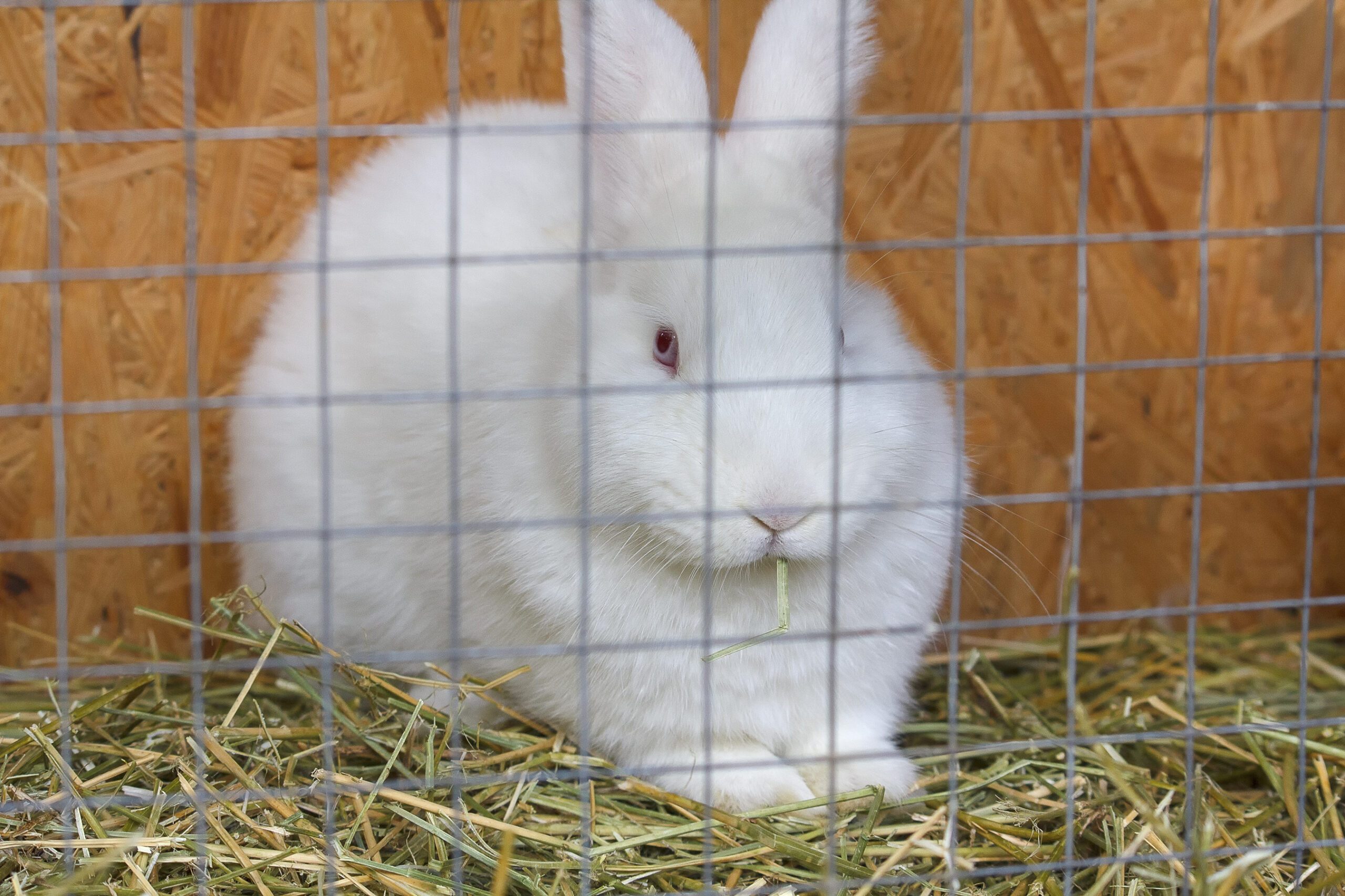 White rabbit sitting in a cage. Animals