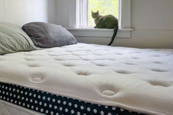 The Winkbed Mattress with a cat sitting at the window in the background.