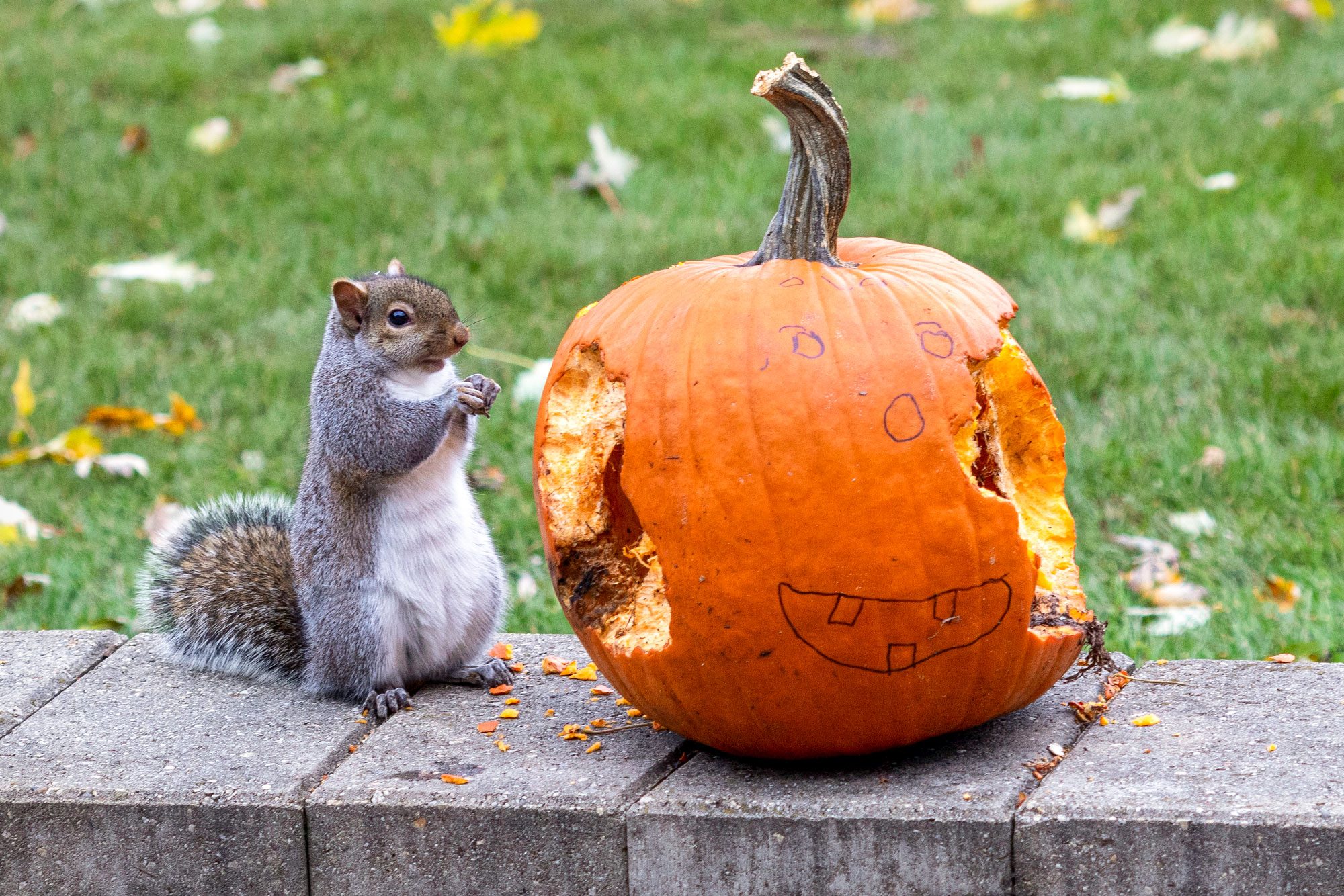 Squirrel Munching On A Halloween Pumpkin