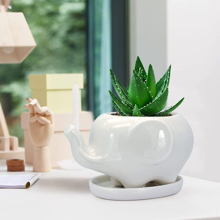 White Elephant Succulent Planter