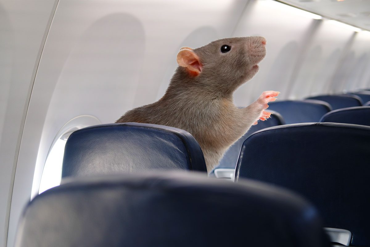 What to Do If There’s a Rat on Your Plane (Besides Run for the Nearest Emergency Exit!)