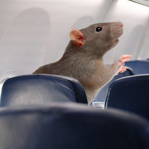 Airplane interior looking forward at seat backs. Two rows up from the viewer, a giant rat is poking up from above the seat back.