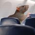 What to Do If There's a Rat on Your Plane (Besides Run for the Nearest Emergency Exit!)