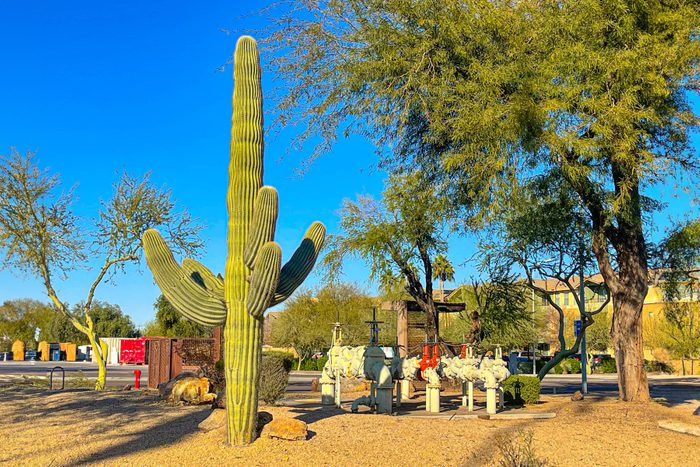 Huge cactus and short series of cast-iron pipes next to each other in Scottsdale