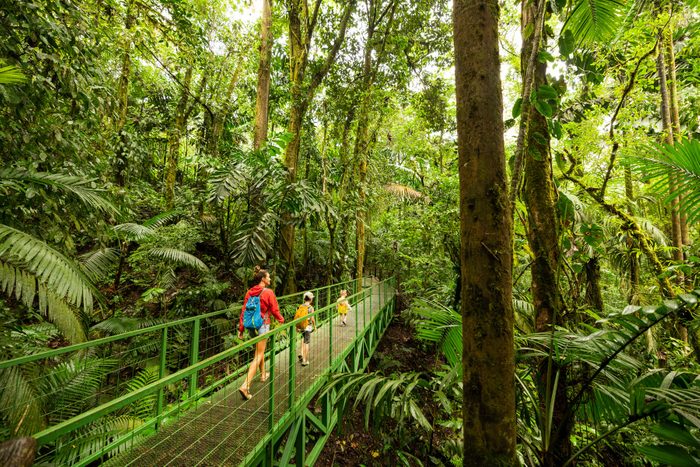 bridge through the rainforest of Costa Rica