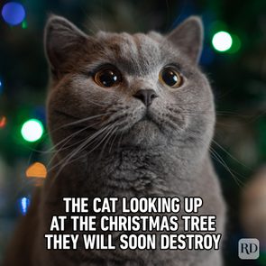 40 Funny Christmas Memes That Deliver The Holiday Humor