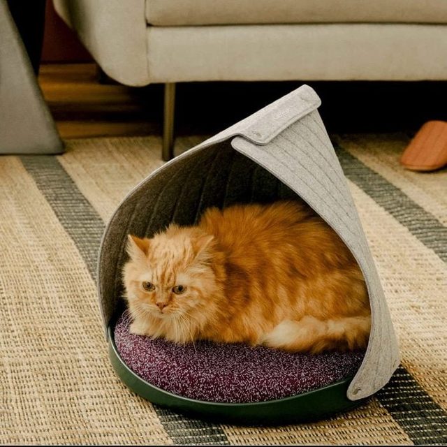 Cat Person Canopy Bed E1634673039446