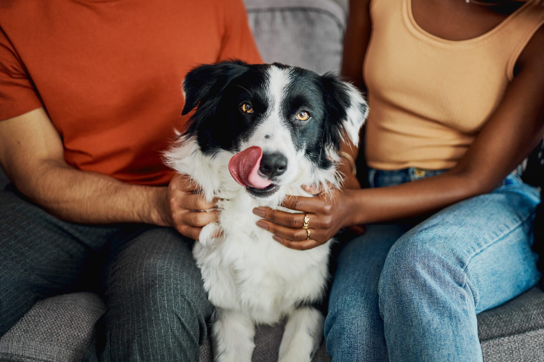 Cropped shot of an unrecognisable couple sitting on the sofa at home with their Border Collie