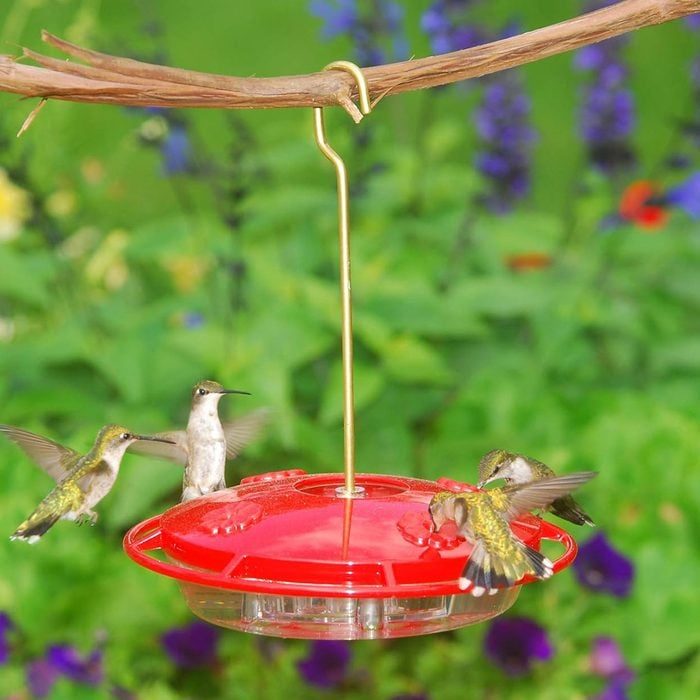 Hummzinger Hummingbird Feeder Ecomm Via Amazon.com 