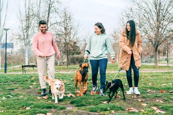 Three Friends Walking Their Dogs In a Park