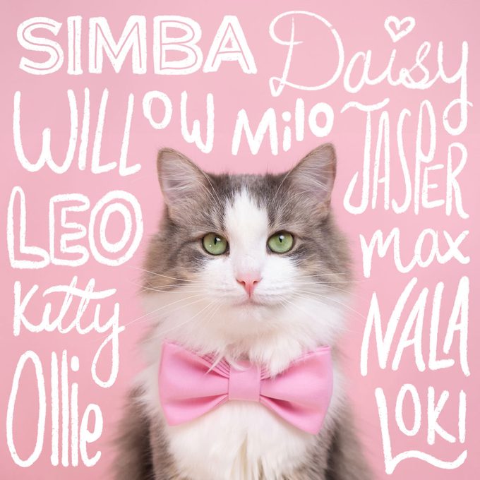 Most Popular Cat Names Of 2024