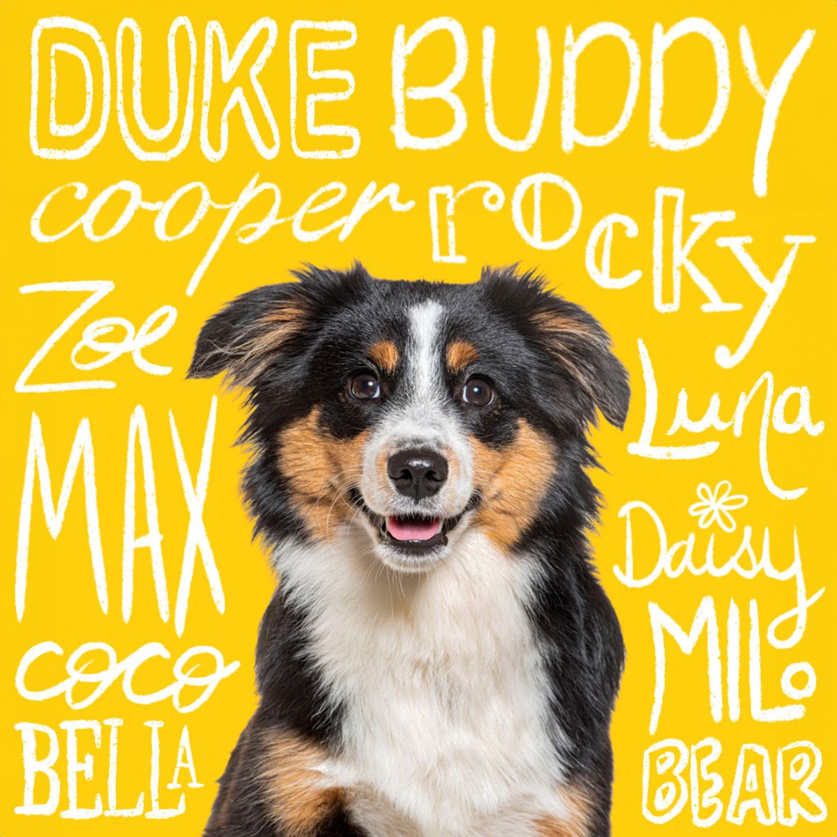 Most Popular Dog Names Of 2024 