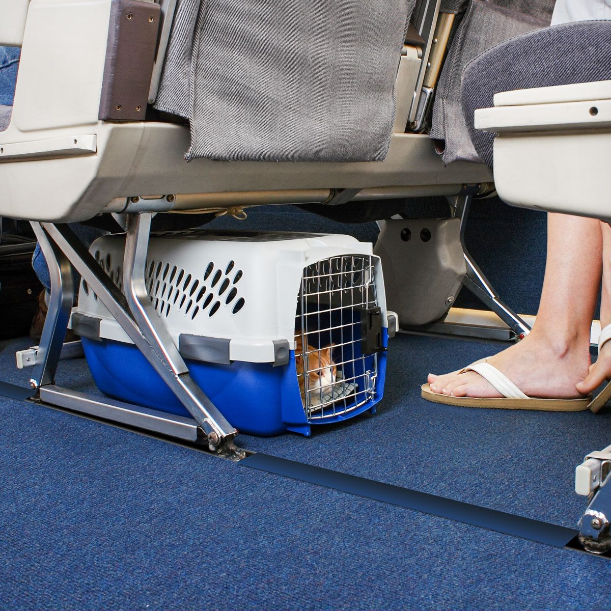 Pet Carrier Is Stowed Under The Seat