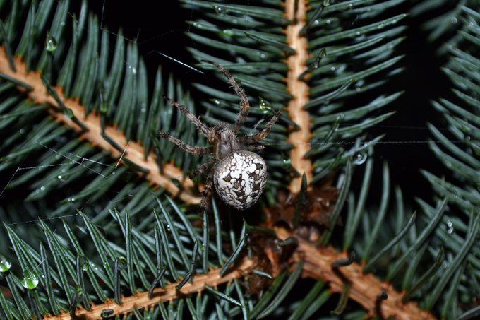 What's A Christmas Spider