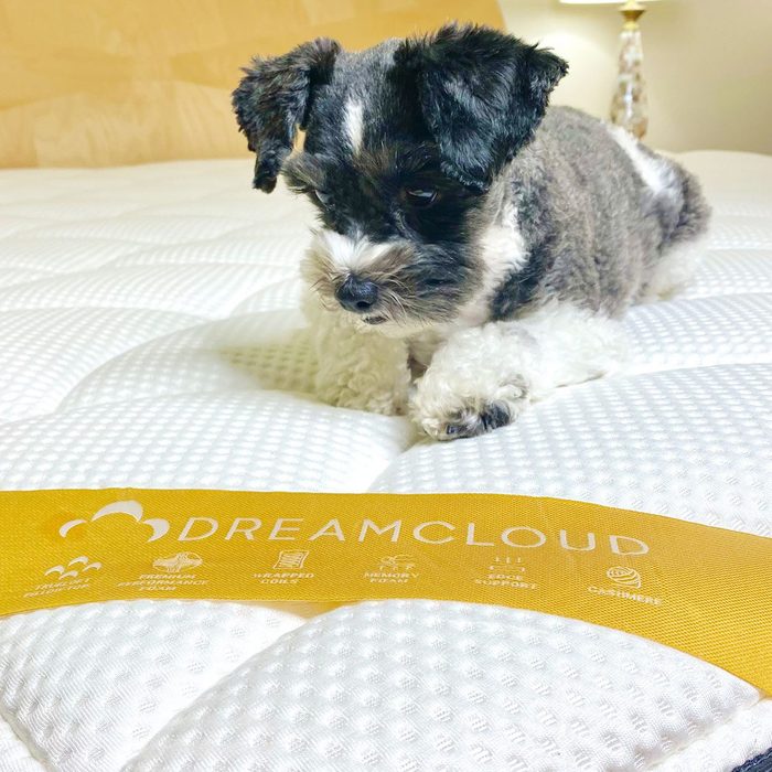 Dreamcloud hybrid Mattress With Dog