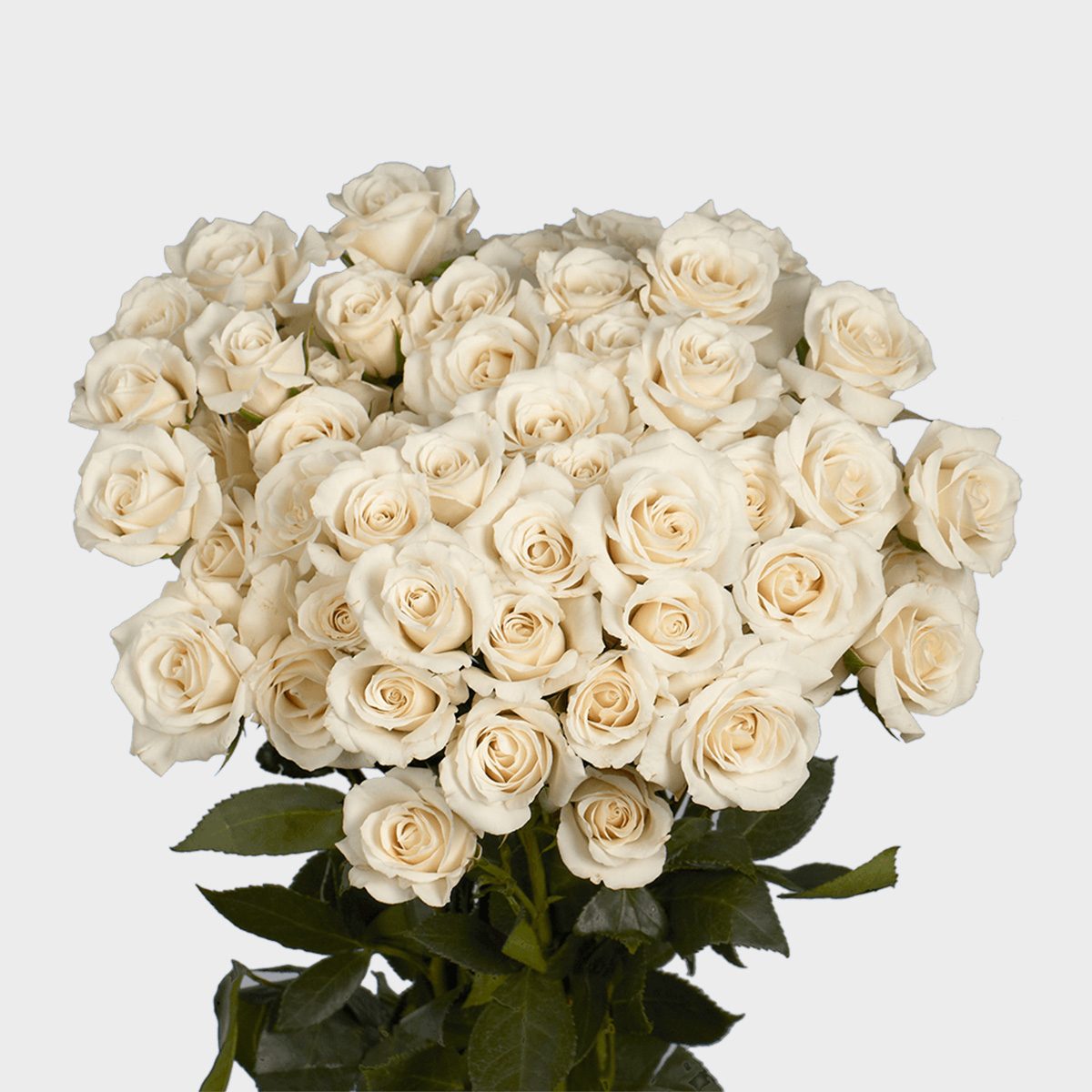 Cream Valentine's Day Spray Roses