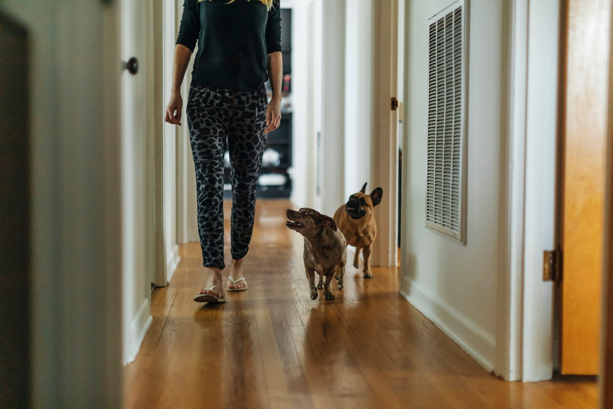 Dogs following woman in a home hallway