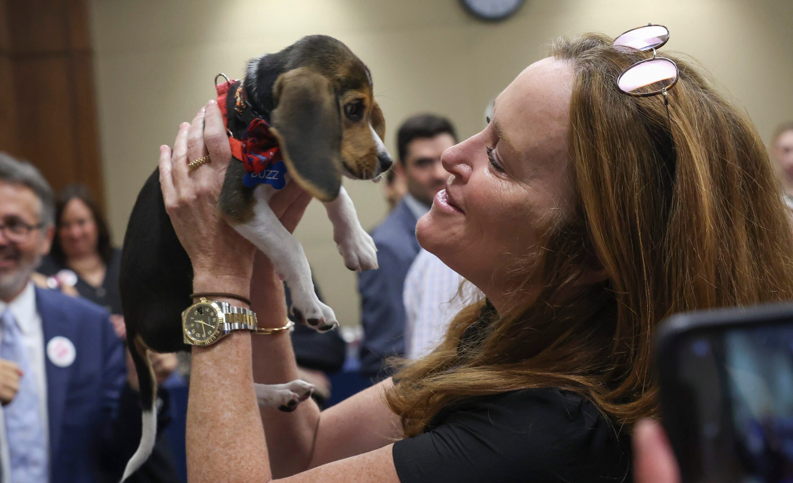 Woman holds an adopted beagle puppy