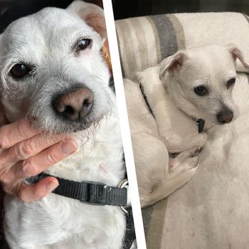 Small white dog sitting on a bed on the right, with a close-up of the same dog's face on the left
