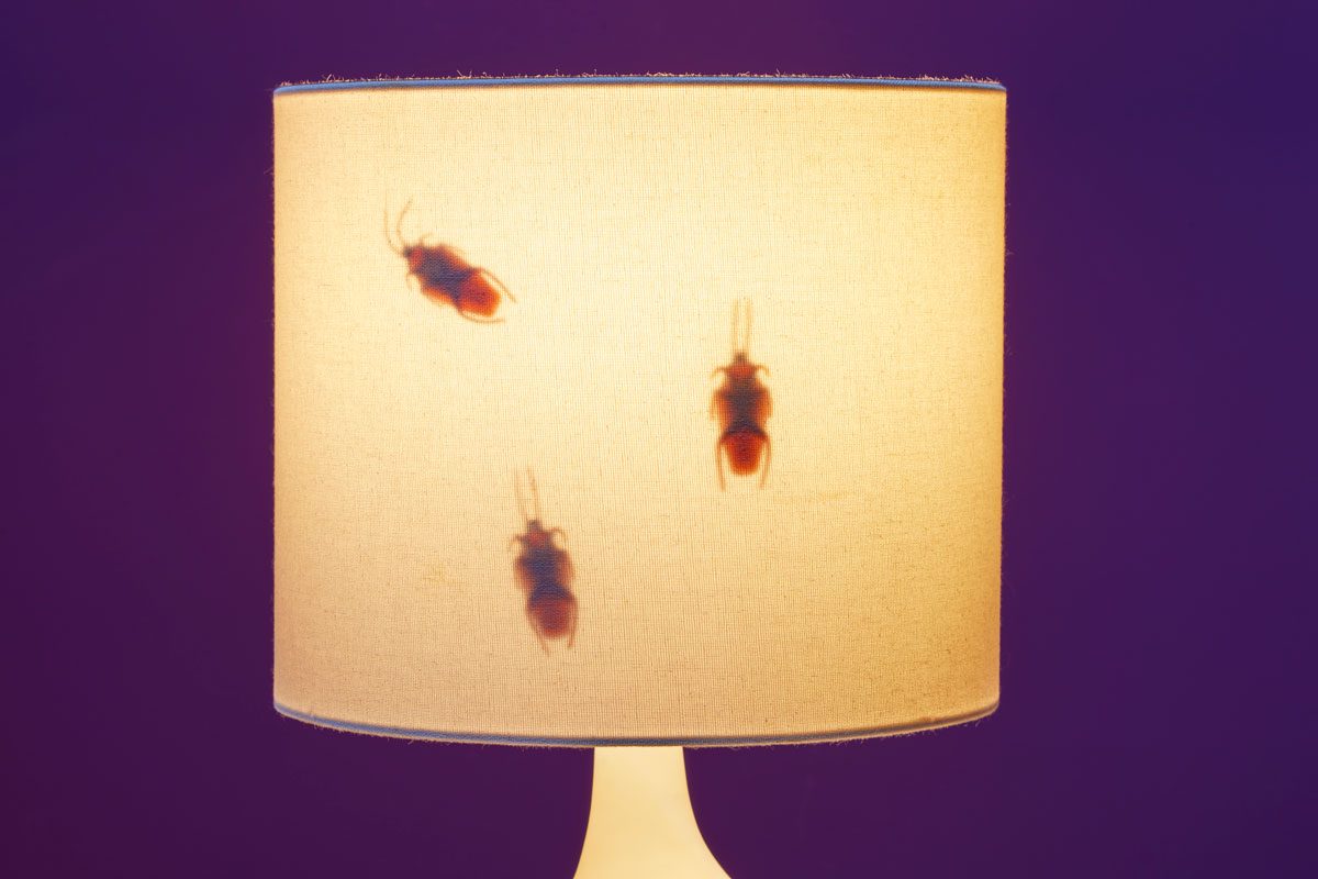 Close up shot of a lamp shade with silhouettes of bugs and cockroaches visible underneath; purple background;