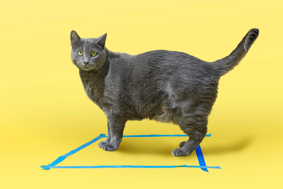 gray cat standing in a box made of tape on the floor; yellow background