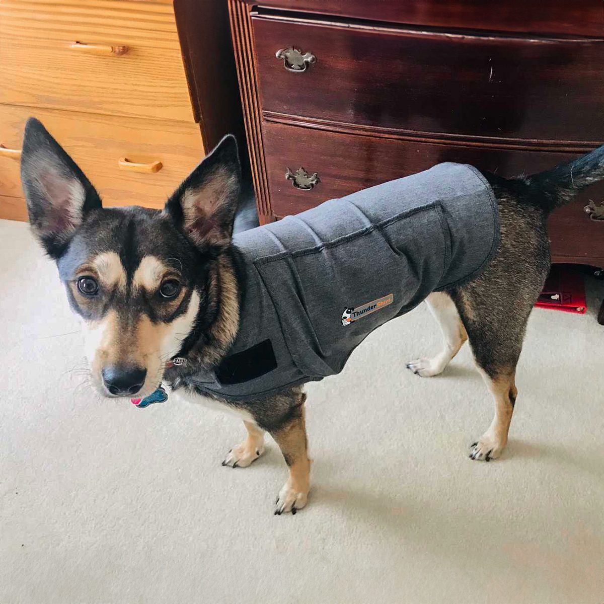 My Dog Hated Loud Noises Until He Tried a ThunderShirt