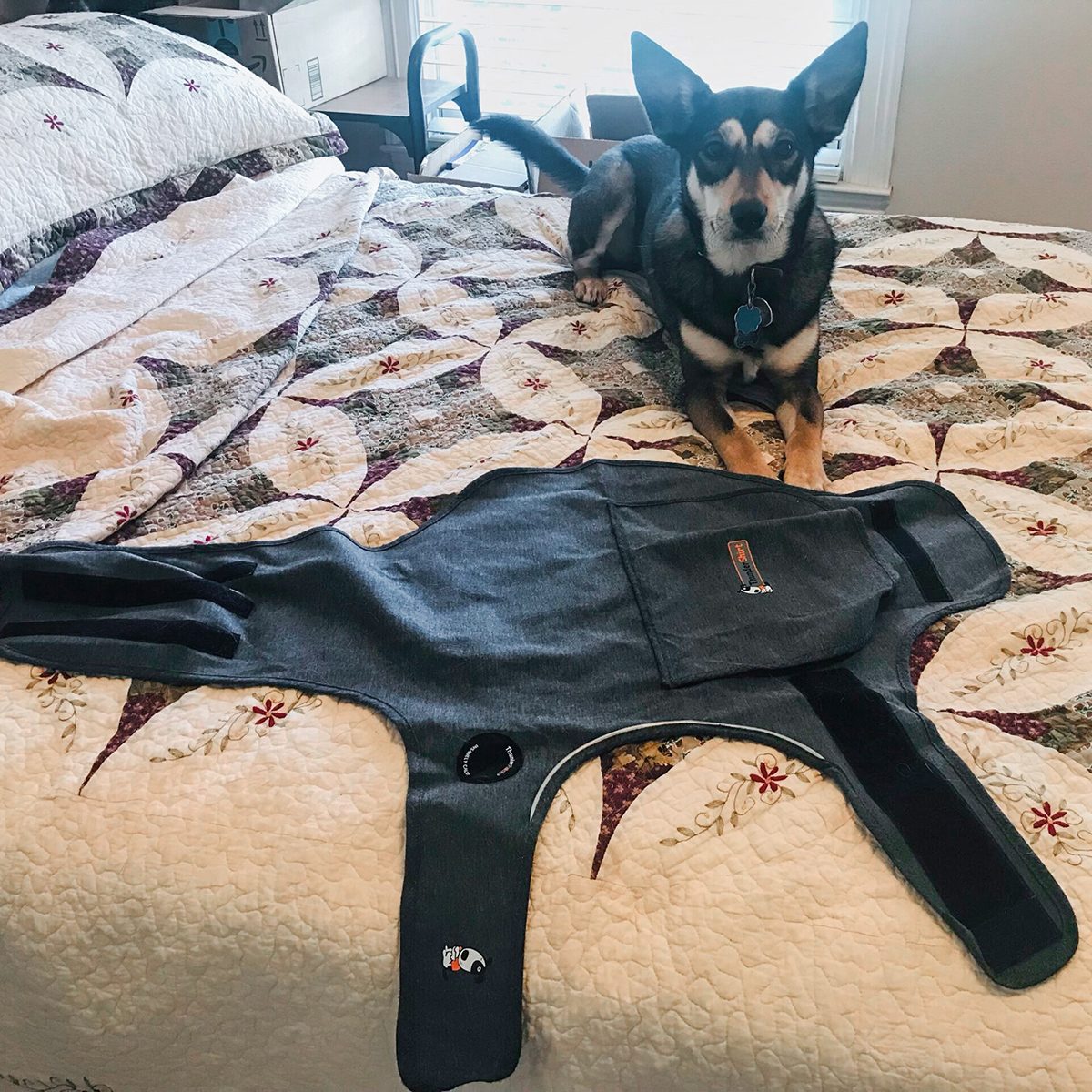 A dog sits on a bed next to a large black harness or vest. The bedspread has a quilted design with flower patterns. Natural light comes through a window in the background.