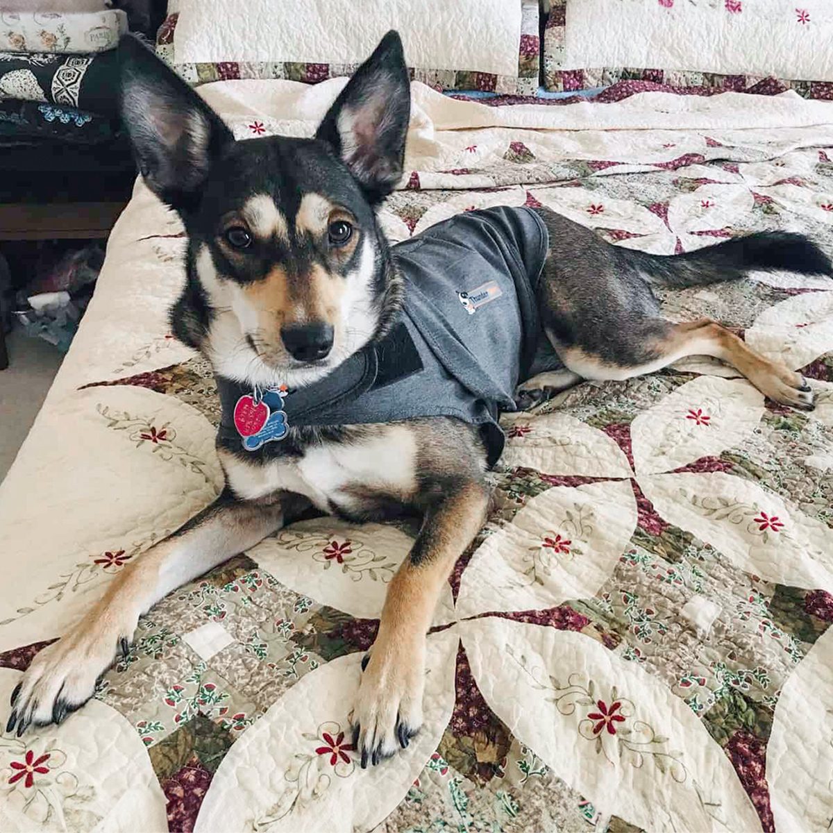 A dog with pointy ears, wearing a gray vest, rests on a quilted bedspread featuring a floral pattern. The dog's eyes are alert, and it has a blue tag with a red heart-shaped symbol.