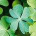 Why Four-Leaf Clovers Are Considered Lucky