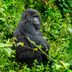 9 Animals You'll Never See at a Zoo