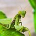13 Bizarre Bug Facts That Will Totally Freak You Out