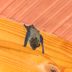 Clear Signs Your House Has a Bat Infestation