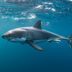 8 Reasons Sharks Are So Misunderstood
