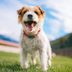 What Do Dogs Like? 15 Things Your Pup Really Wants from You