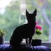 Move Over, Labs—This Breed Is Now the Most Popular in America
