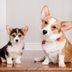 The 15 Cheapest Dog Breeds for Budget-Conscious Pet Lovers