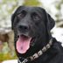What It Means if You See a Black Spot on Your Dog’s Tongue