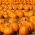 This U.S. State Produces More Than Half of Our Pumpkins—And It's Not the One You Probably Think!